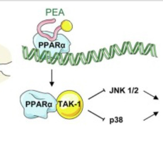 Le palmitoyléthanolamide (PEA, CAS 544-31-0) pourrait être une nouvelle approche thérapeutique pour 