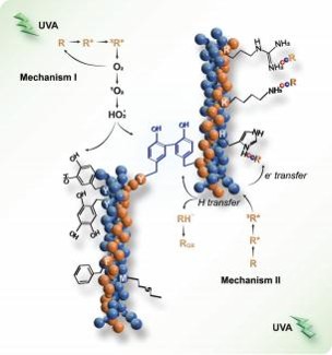 Déchiffrer le croisement UVA/riboflavine du collagène : A Voie pour améliorer les matériaux biomédicaux